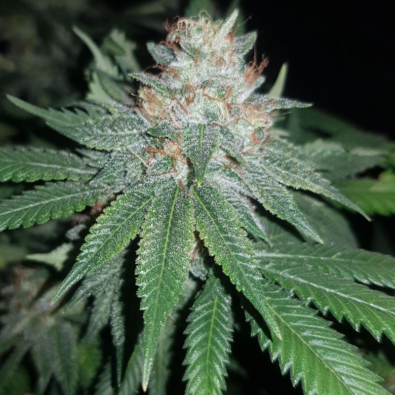 Euforia Special - semillas de marihuana, variedad de cannabis