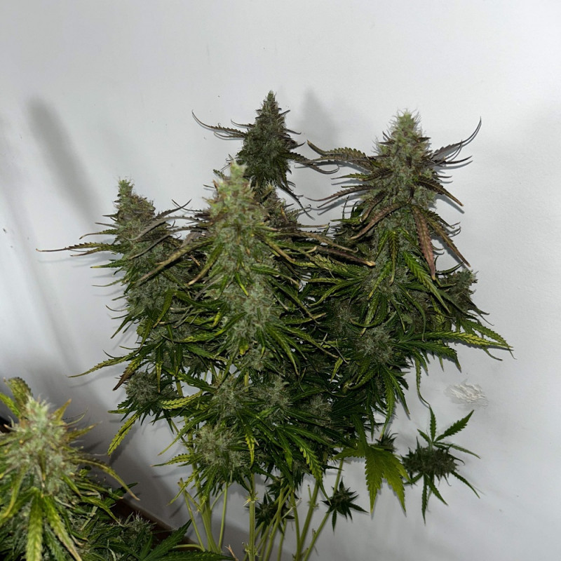 Skunk - semillas de marihuana, variedad de cannabis