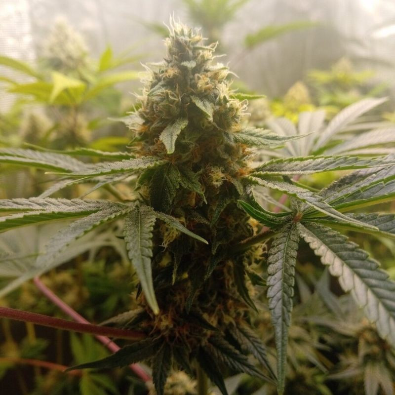 Critical Mass - semillas de marihuana, variedad de cannabis