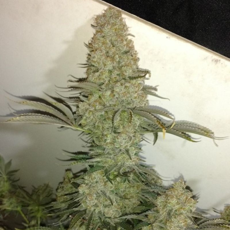 Critical - semillas de marihuana, variedad de cannabis
