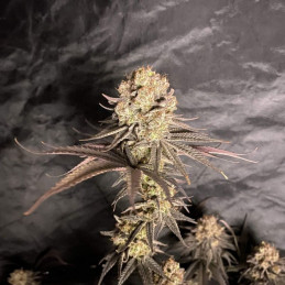 RoboCop - semillas de marihuana, variedad de cannabis