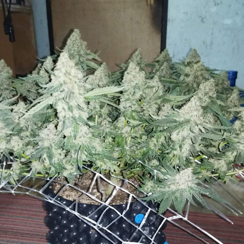 Coffee Ryder - semillas de marihuana, variedad de cannabis