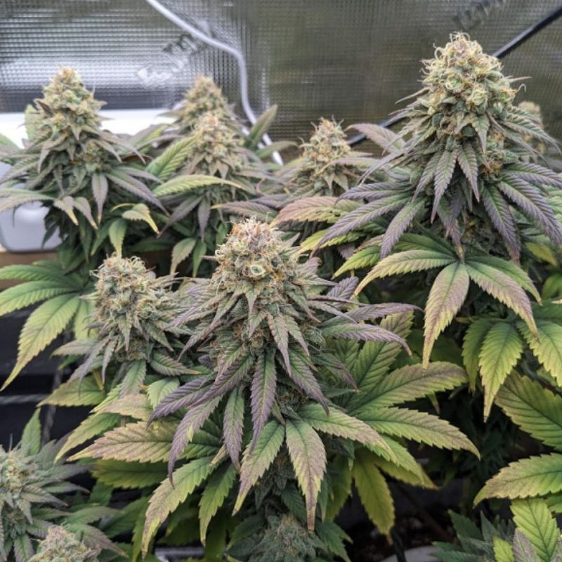 Cheese - semillas de marihuana, variedad de cannabis