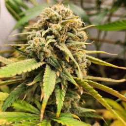 BubbleGum - semillas de marihuana, variedad de cannabis