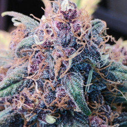 Blueberry - semillas de marihuana, variedad de cannabis