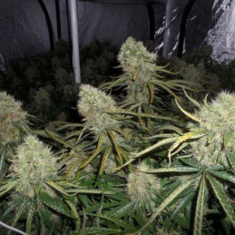 Big Bud - semillas de marihuana, variedad de cannabis