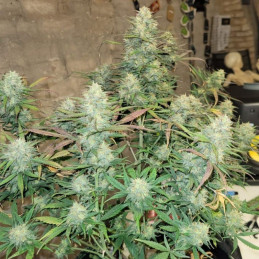 Pineapple - semillas de marihuana, variedad de cannabis