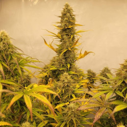 Amnesia Gold - semillas de marihuana, variedad de cannabis