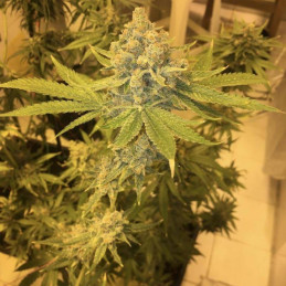 AK 47 - semillas de marihuana, variedad de cannabis