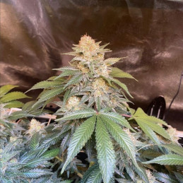 White Russian - semillas de marihuana, variedad de cannabis