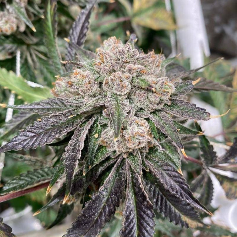 Black Domina - semillas de marihuana, variedad de cannabis