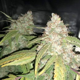 Afghan Kush - semillas de marihuana, variedad de cannabis