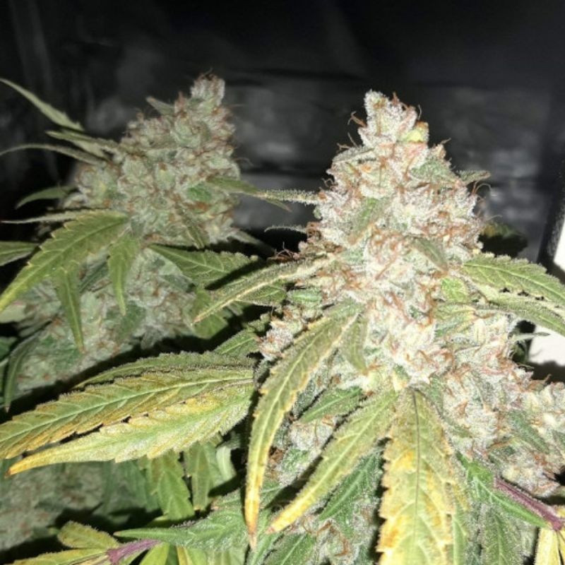 Afghan Kush - semillas de marihuana, variedad de cannabis