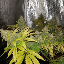 OG Kush - semillas de marihuana, variedad de cannabis