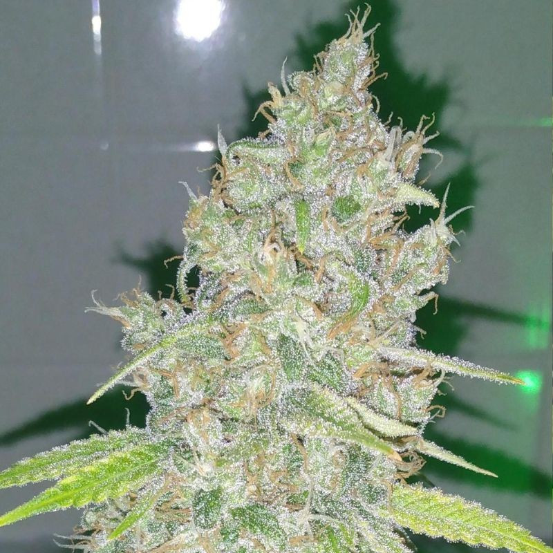 Amnesia Haze - semillas de marihuana, variedad de cannabis