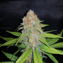 White Widow - semillas de marihuana, variedad de cannabis