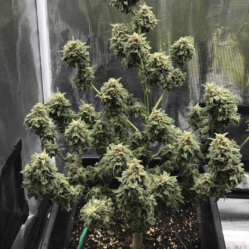 Kali Mist Auto - semillas autoflorecientes de marihuana, variedad de cannabis