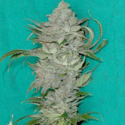 Amnesia Bubba F1 Auto