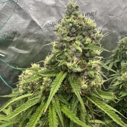 Auto Bubblegum Extra