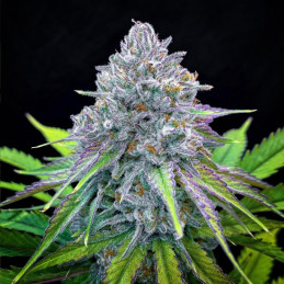 La Bella Afrodita Auto