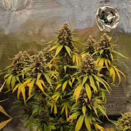 Amnesia Zkittlez Auto