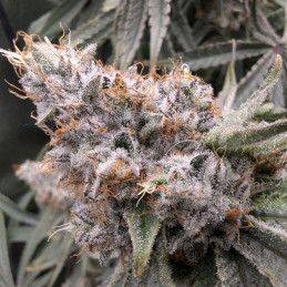 Californian Snow Auto