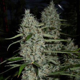 Original Cinderella Auto