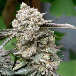 Original Jack Herer Auto