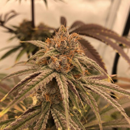 Auto Blueberry Cheesecake