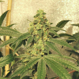 Swiss Dream Rose CBD Auto