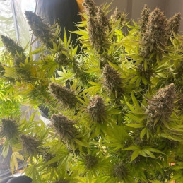 Purple Punch Cookies