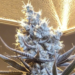 Original White Widow