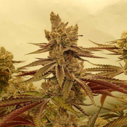 Alpine Delight CBD Auto