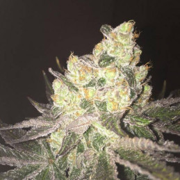 Northern Lights 5 x Haze