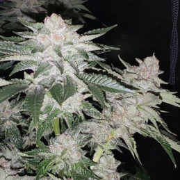 Shiva Skunk Automatic