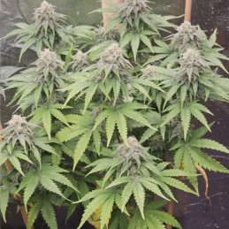 Cream Mandarine F1 Fast...