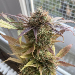 Crystal Candy F1 Fast Version