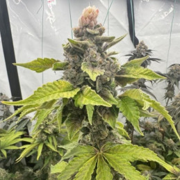 San Fernando Lemon Kush