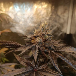 Sweet Cheese F1 Fast Version