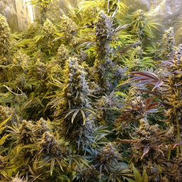 Auto Ultra Power Plant