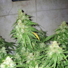 Colombian Gold Ryder