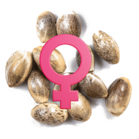 Semillas de Marihuana Feminizadas