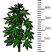 Variedades Altas de Marihuana