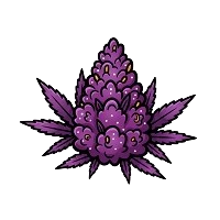 Variedades de Marihuana Morada