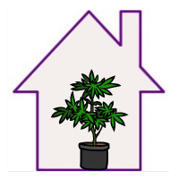 Semillas de Marihuana de Interior