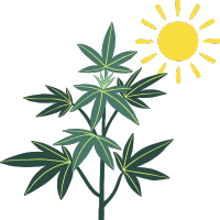 Semillas de Marihuana para Exterior