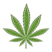 Semillas de Marihuana Sativa