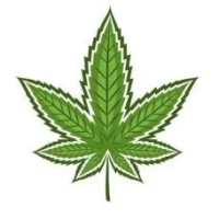 Semillas de Marihuana Indica