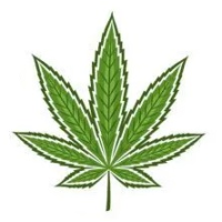 Semillas de Marihuana Híbridas - BestCannabisSeeds.es