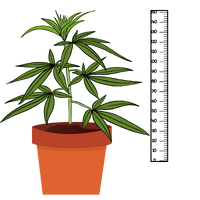 Plantas de Marihuana Pequeñas
